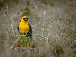 Yellow Headed Blackbird