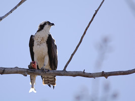 Osprey