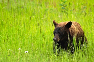 Cinimon Colored Black Bear