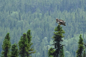 Juvenile Bald Eagle