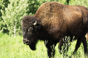 Bison