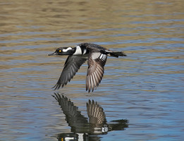 Hooded Merganzer