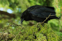 Raven