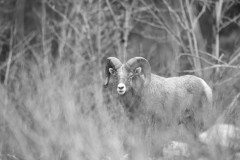 Big Horn Sheep