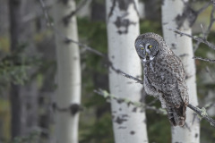 Great Gray Owl