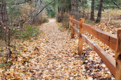 Fall Pathway