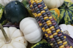 Corn Harvest